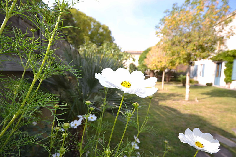 Plantations sur terrain