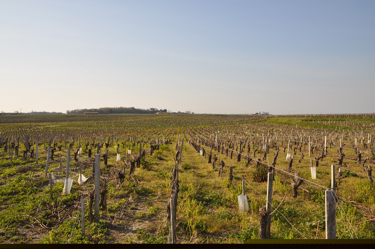 Vignoble gironde