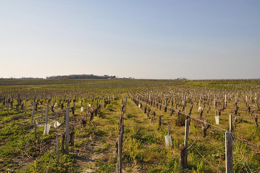 vignoble gironde